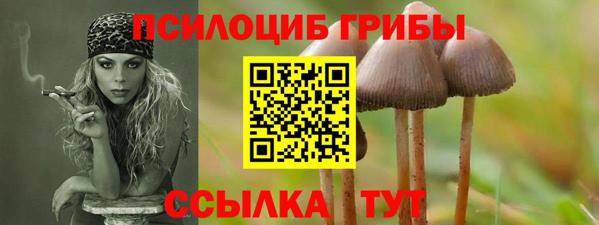 Биробиджан  Псилоцибиновые грибы Psilocybine cubensis  Вход с VPN 